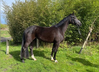 Mecklemburgo, Yegua, 4 años, 160 cm, Negro