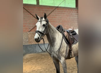 Mecklemburgo, Yegua, 4 años, 160 cm, Tordo rodado