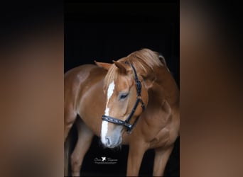 Mecklemburgo, Yegua, 4 años, 165 cm, Alazán