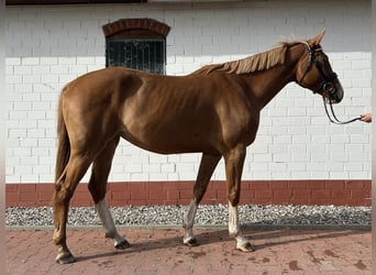Mecklemburgo, Yegua, 4 años, 167 cm, Alazán