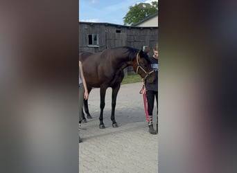 Mecklemburgo, Yegua, 4 años, 168 cm, Castaño oscuro