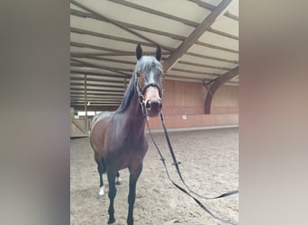 Mecklemburgo, Yegua, 5 años, 163 cm, Castaño