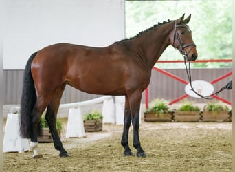 Mecklemburgo, Yegua, 5 años, 170 cm, Castaño