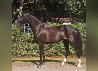 Mecklemburgo, Yegua, 5 años, 172 cm, Morcillo