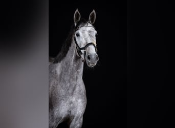 Mecklemburgo, Yegua, 6 años, 155 cm, Tordo rodado