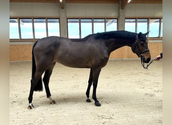Mecklemburgo, Yegua, 6 años, 166 cm, Castaño oscuro