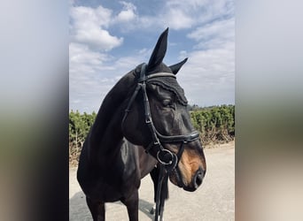 Mecklemburgo, Yegua, 6 años, 169 cm, Castaño oscuro