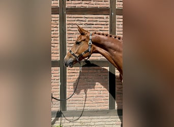 Mecklemburgo, Yegua, 6 años, 170 cm, Alazán