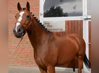 Mecklemburgo, Yegua, 7 años, 163 cm
