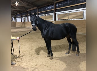 Mecklemburgo, Yegua, 7 años, 163 cm, Morcillo