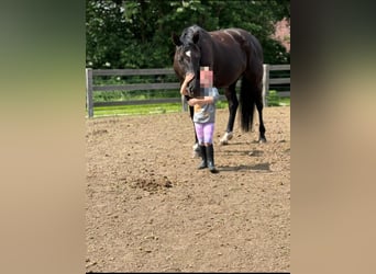 Mecklemburgo, Yegua, 7 años, 165 cm, Negro