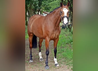 Mecklemburgo, Yegua, 7 años, 168 cm, Castaño claro