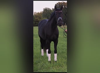 Mecklemburgo, Yegua, 7 años, 168 cm, Negro