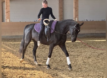 Mecklemburgo, Yegua, 7 años, 168 cm, Negro