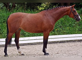 Mecklemburgo, Yegua, 7 años, 169 cm, Castaño