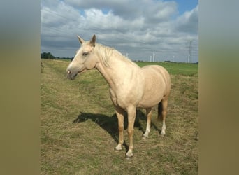 Mecklemburgo, Yegua, 9 años, 165 cm, Palomino
