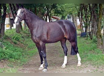 Mecklemburgo, Yegua, 9 años, 170 cm, Castaño oscuro