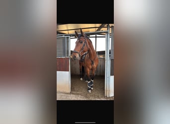 Mecklenburg, Castrone, 10 Anni, 172 cm, Baio