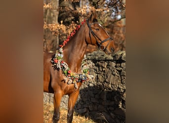 Mecklenburg, Castrone, 12 Anni, 178 cm, Baio