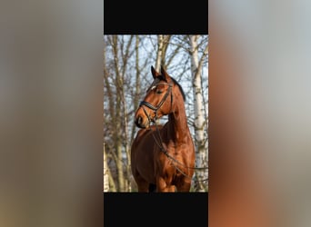 Mecklenburg, Castrone, 13 Anni, 172 cm, Baio