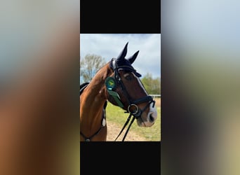 Mecklenburg, Castrone, 14 Anni, 172 cm, Baio