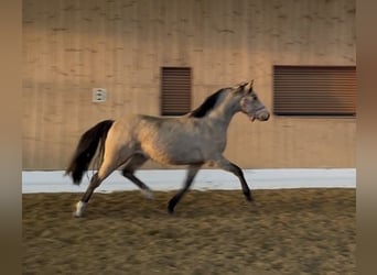 Mecklenburg, Castrone, 3 Anni, 146 cm, Pelle di daino