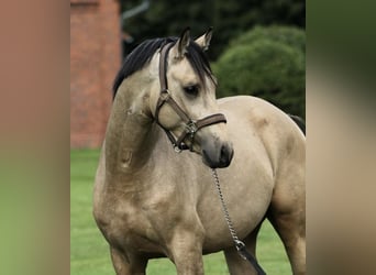 Mecklenburg, Castrone, 3 Anni, 146 cm, Pelle di daino