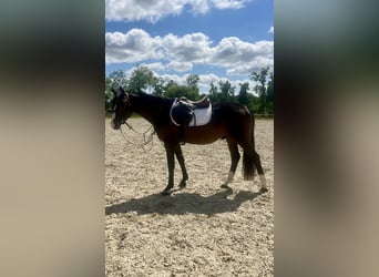 Mecklenburg, Castrone, 3 Anni, 153 cm, Baio scuro