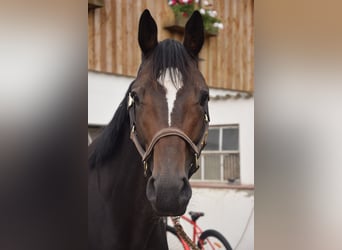 Mecklenburg, Castrone, 3 Anni, 167 cm, Baio nero