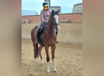 Mecklenburg, Castrone, 3 Anni, 170 cm, Baio