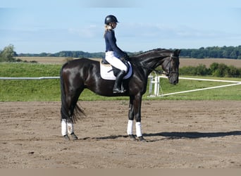 Mecklenburg, Castrone, 3 Anni, 174 cm, Morello