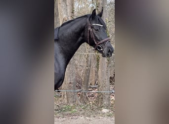Mecklenburg, Castrone, 4 Anni, 165 cm, Baio nero