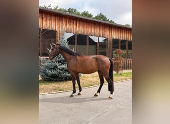 Mecklenburg, Castrone, 4 Anni, 170 cm, Baio scuro