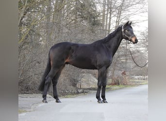 Mecklenburg, Castrone, 4 Anni, 170 cm, Baio scuro