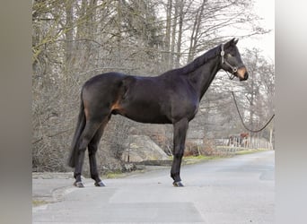 Mecklenburg, Castrone, 4 Anni, 170 cm, Baio scuro