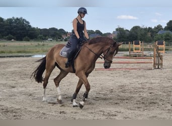 Mecklenburg, Castrone, 4 Anni, 172 cm, Sauro