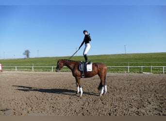 Mecklenburg, Castrone, 4 Anni, 176 cm