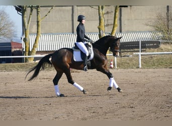 Mecklenburg, Castrone, 5 Anni, 164 cm, Baio scuro