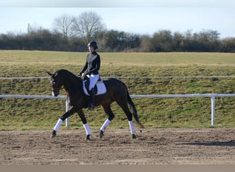 Mecklenburg, Castrone, 5 Anni, 164 cm, Baio scuro