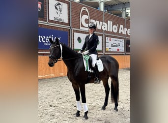 Mecklenburg, Castrone, 5 Anni, 169 cm, Baio nero