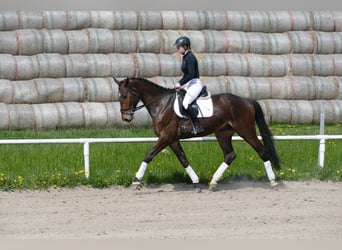 Mecklenburg, Castrone, 5 Anni, 172 cm, Baio scuro