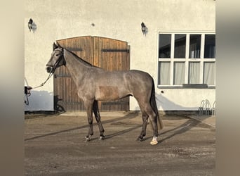 Mecklenburg, Castrone, 5 Anni, 175 cm, Grigio