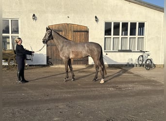 Mecklenburg, Castrone, 5 Anni, 175 cm, Grigio