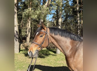 Mecklenburg, Castrone, 6 Anni, 166 cm, Baio