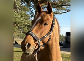 Mecklenburg, Castrone, 6 Anni, 166 cm, Sauro