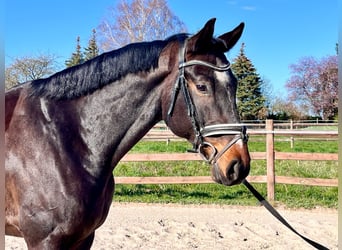 Mecklenburg, Castrone, 6 Anni, 168 cm, Baio scuro