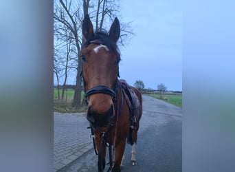 Mecklenburg, Castrone, 6 Anni, 170 cm