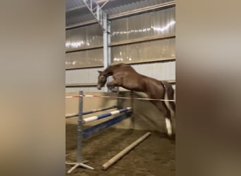 Mecklenburg, Castrone, 6 Anni, 172 cm, Sauro