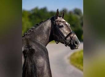 Mecklenburg, Castrone, 6 Anni, 175 cm, Grigio