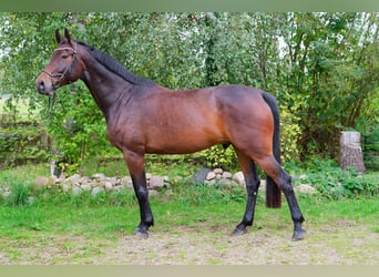 Mecklenburg, Castrone, 6 Anni, 178 cm, Baio